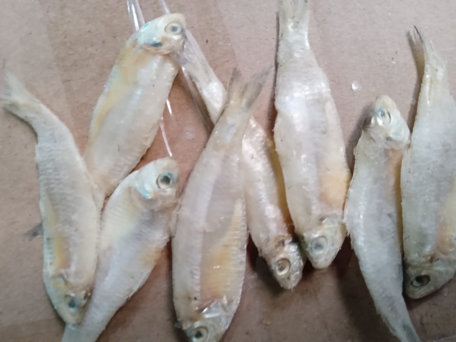 KALAPAN