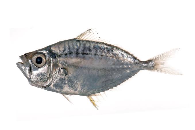 KEMPAR