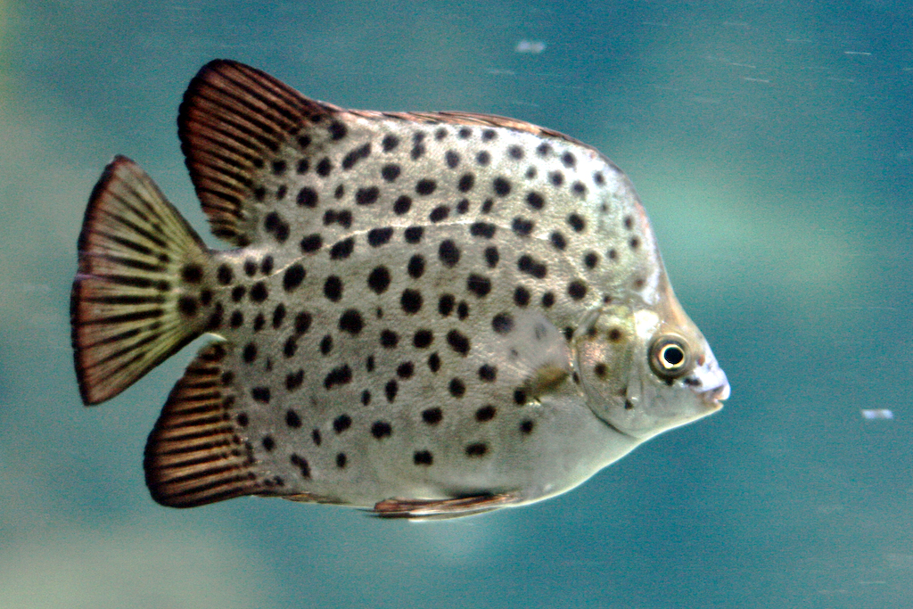 IKAN KIPER