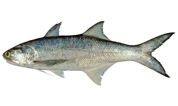 LAOSAN
