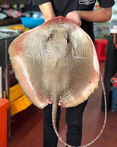 IKAN PARI