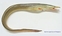 IKAN REMANG