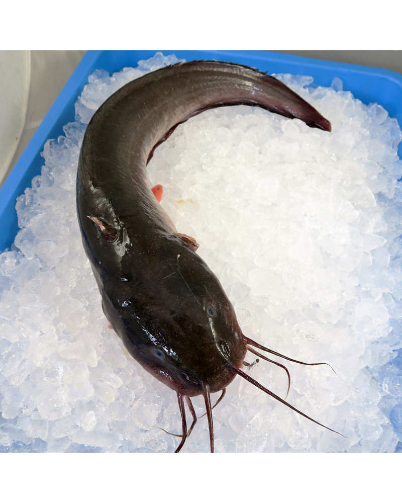 IKAN SEMBILANG