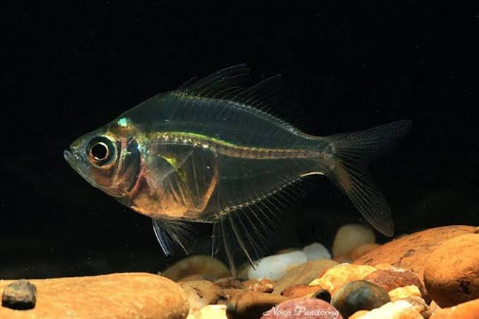 IKAN SERIDING