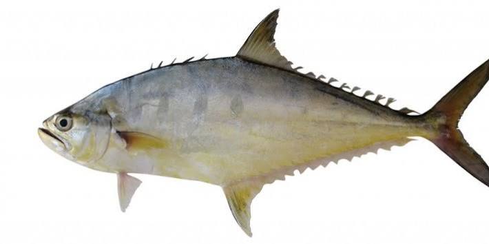 IKAN TALANG