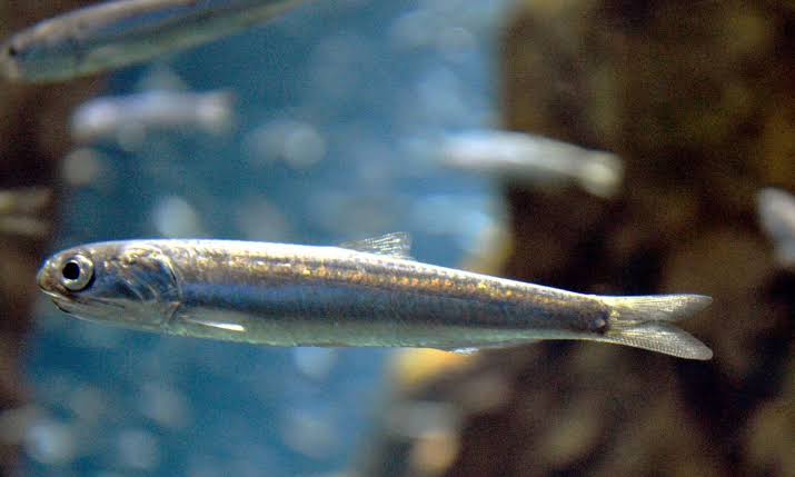 IKAN TERI