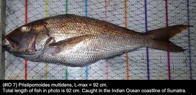 IKAN TIGA WAJA