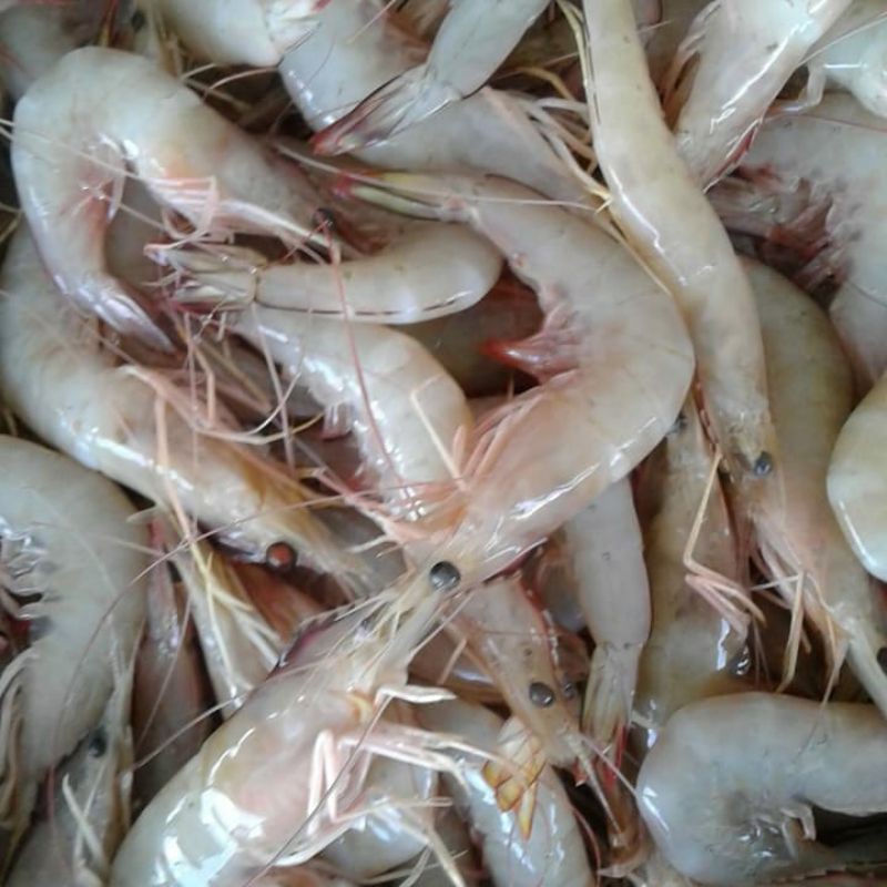 UDANG