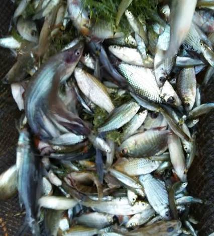 IKAN RUCAH