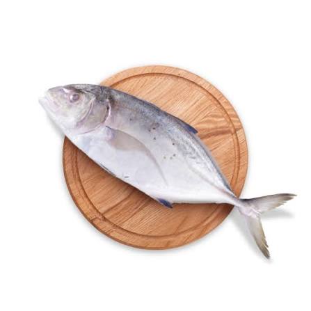 IKAN KUWE