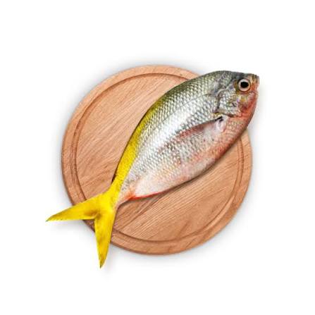 IKAN EKOR KUNING