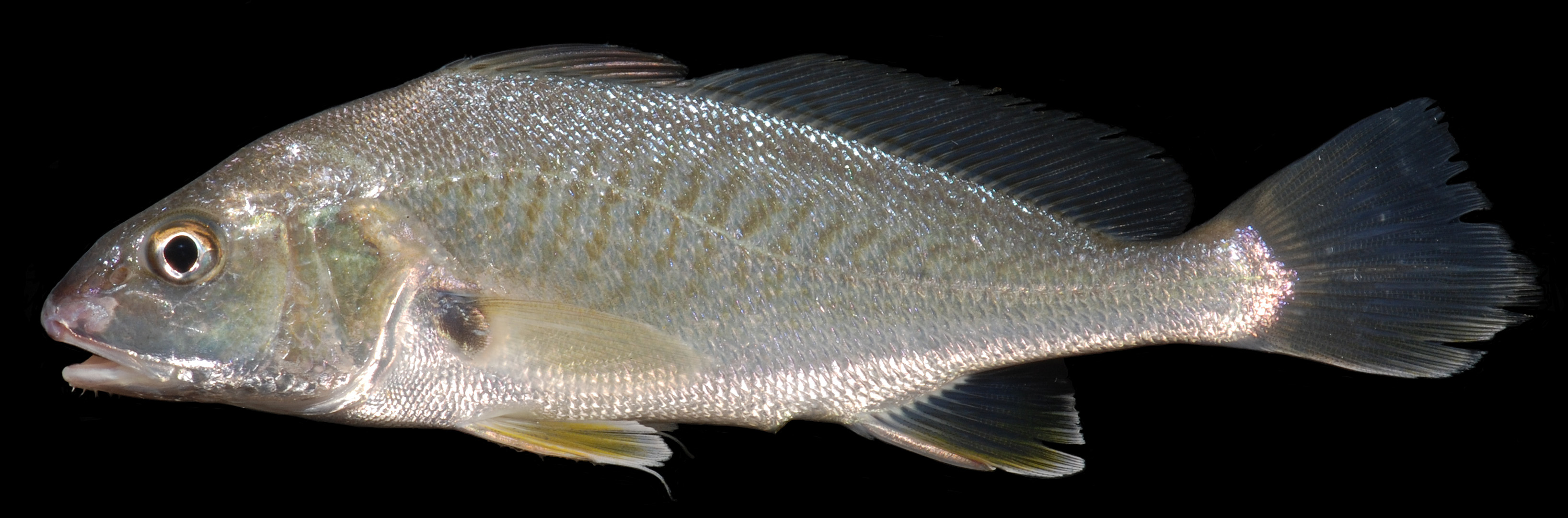 IKAN GERABAH/GULAMA