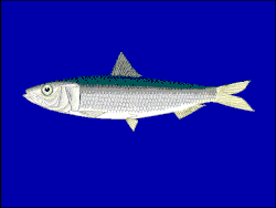 IKAN JAPOH/LEMURU