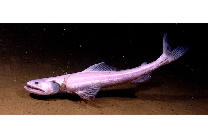 IKAN KADALAN