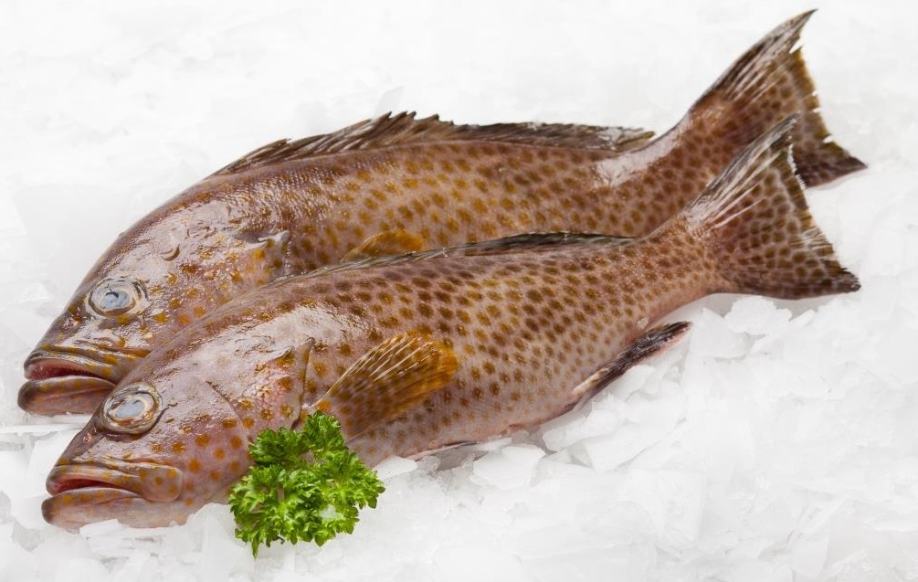IKAN KERAPU