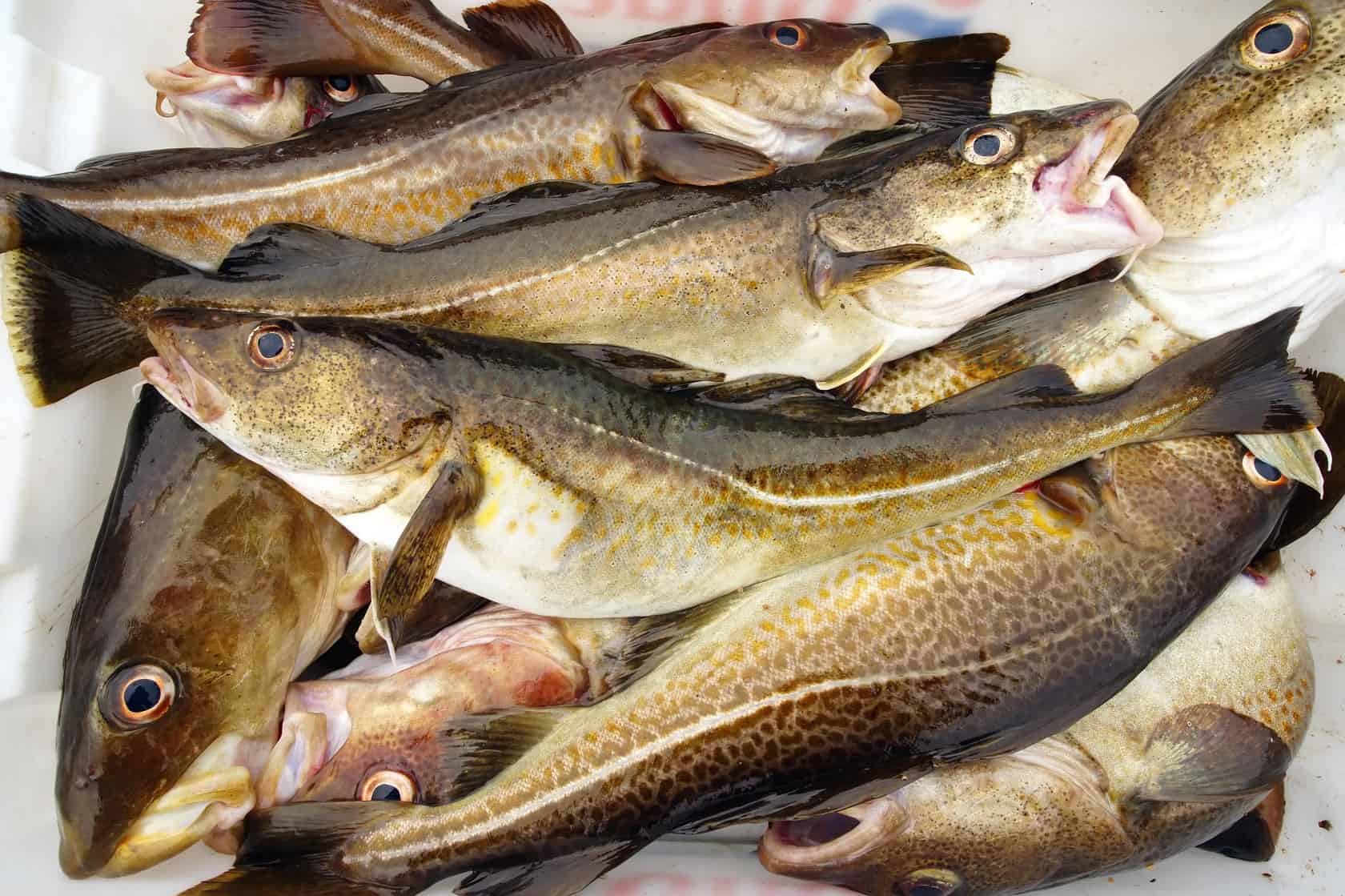 IKAN KODO