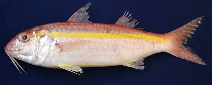 IKAN KUNIRAN
