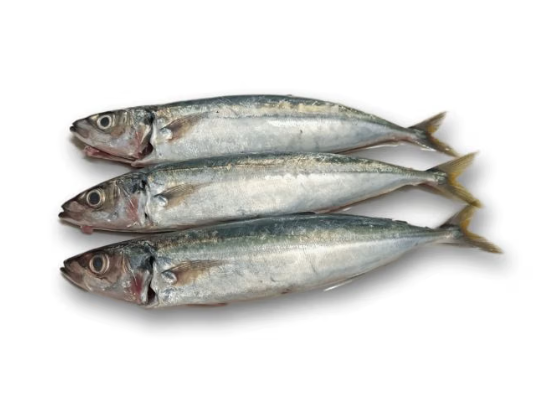 IKAN LAYANG
