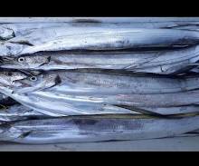 IKAN LAYUR