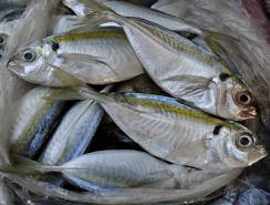 IKAN SELAR