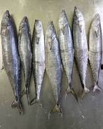 IKAN TENGIRI