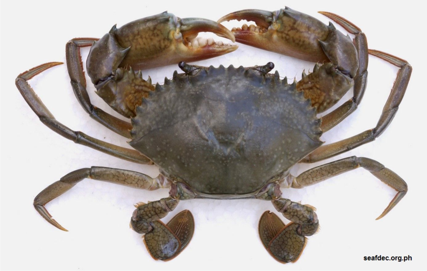 KEPITING