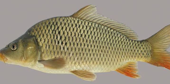 Karper