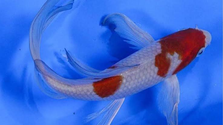 KOI